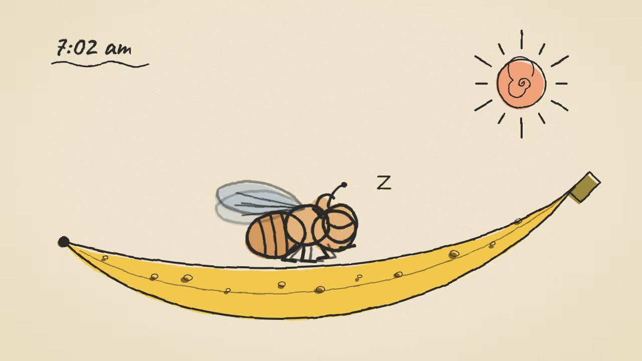 Fruitfly describes its day in a hand-drawn stop-motion animation